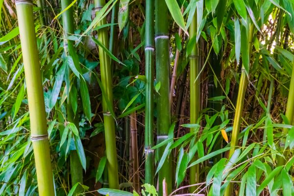 Bamboo Trimming in Port Orange