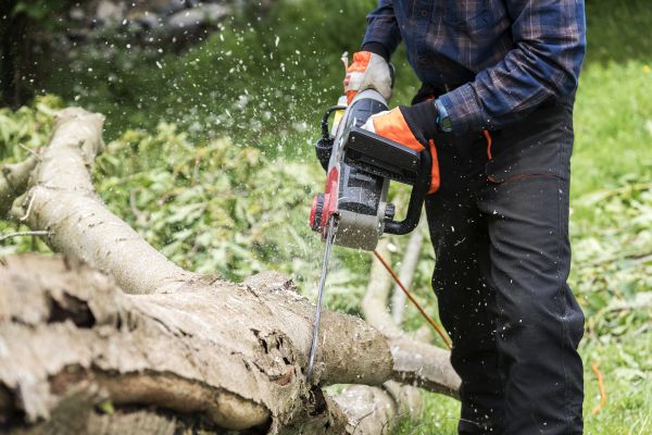 Branch Removal Service in Port Orange