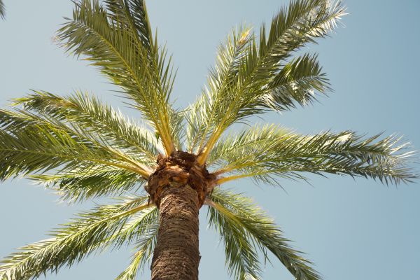 Palm Tree Pruning in Port Orange