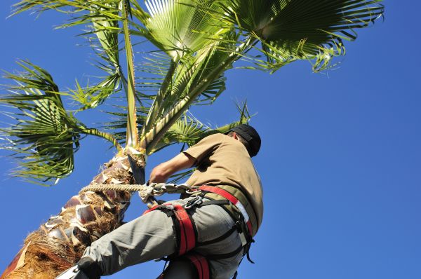 Palm Tree Trimming in Port Orange
