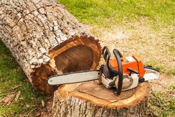Tree Cutting Service in Port Orange