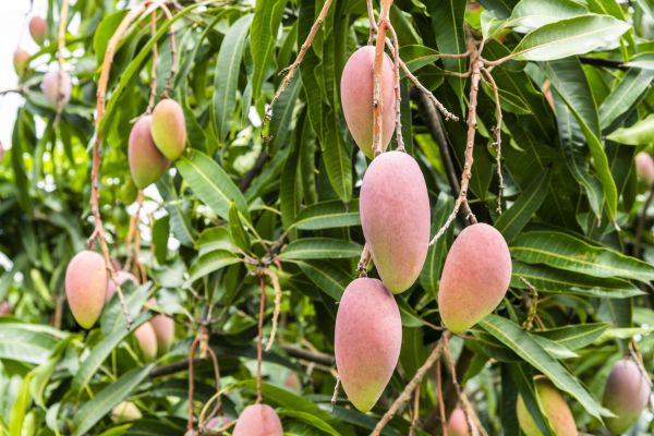 Mango Tree Trimming in Port Orange