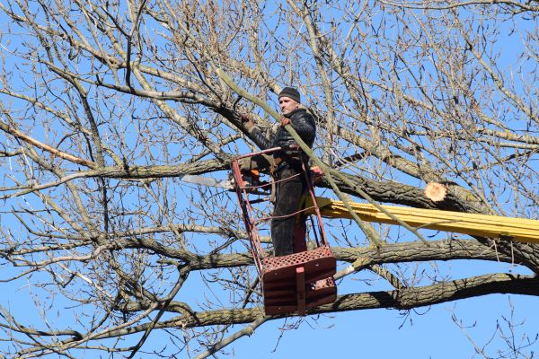 Emergency Tree Trimming in Port Orange