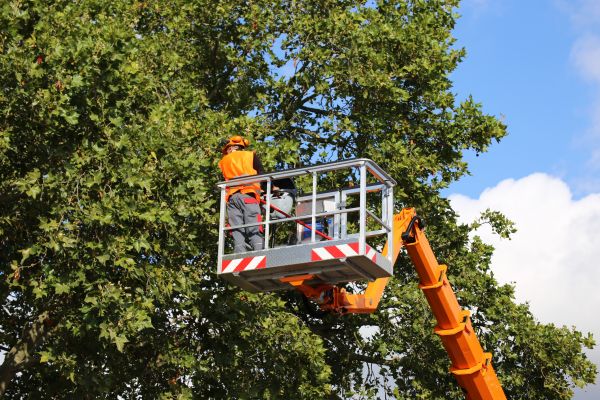 Commercial Tree Service in Port Orange
