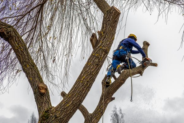 Tree Maintenance Service in Port Orange