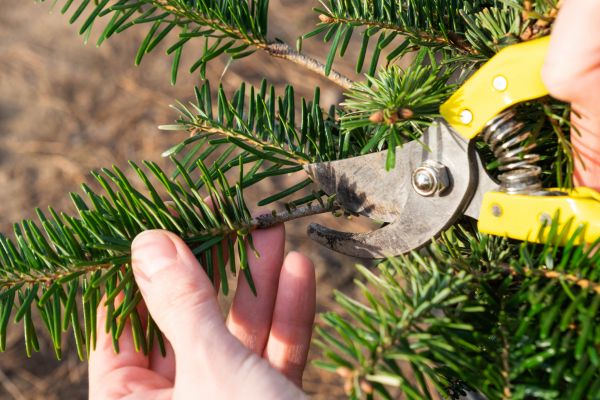 Pine Tree Pruning in Port Orange