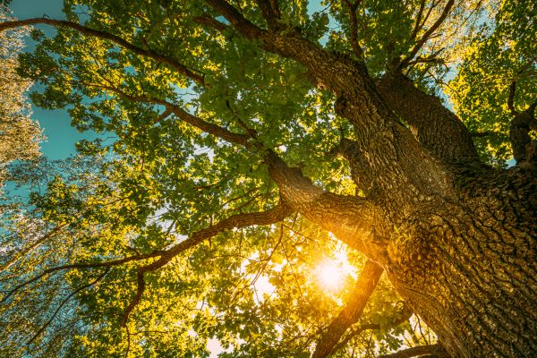 Cost of Oak Tree Pruning in Port Orange