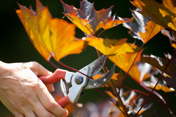 Cost of Maple Tree Pruning in Port Orange