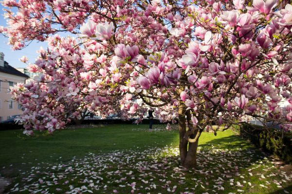 Magnolia Tree Pruning in Port Orange