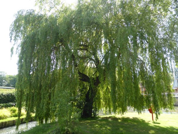 Willow Tree Trimming in Port Orange