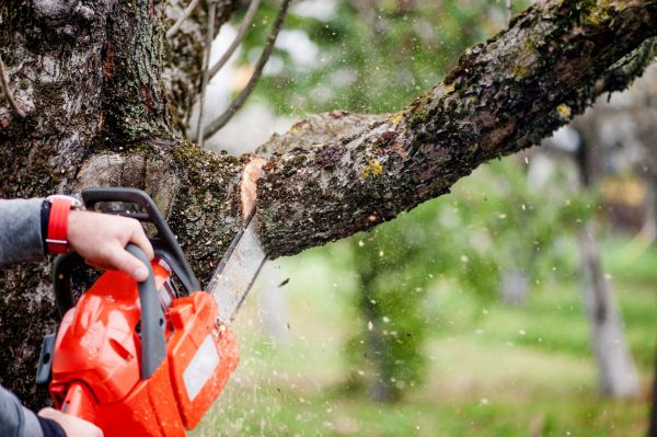 Cost of Tree Limbs Removal in Port Orange