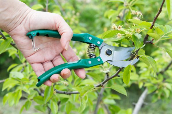 Cost of Pear Tree Pruning in Port Orange