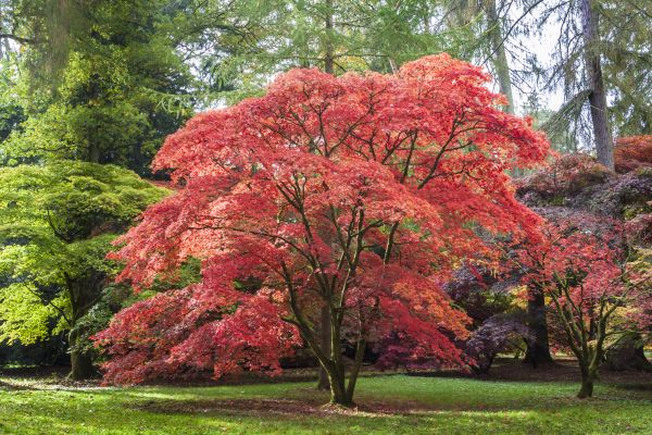 Japanese Maple Pruning in Port Orange