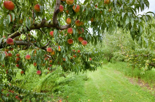 Cost of Peach Tree Pruning in Port Orange