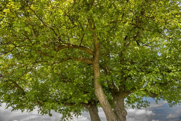 Walnut Tree Trimming in Port Orange