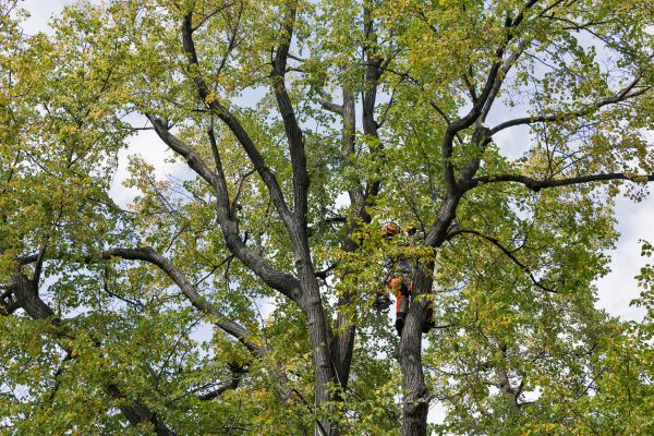 Tree Crown Shaping in Port Orange
