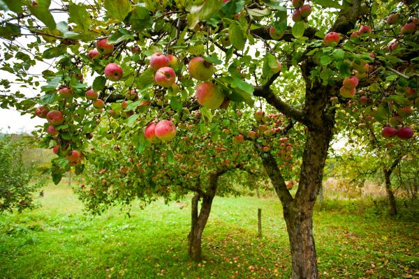 Apple Tree Pruning in Port Orange
