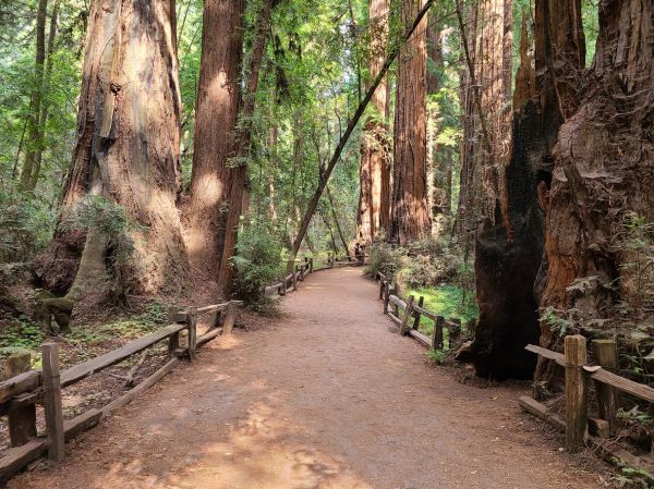 Redwood Tree Pruning in Port Orange