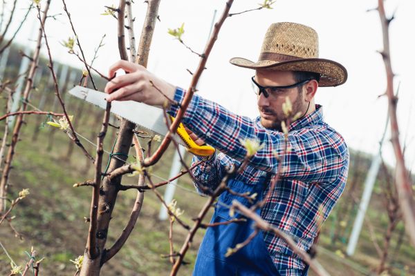 Orchard Tree Pruning in Port Orange