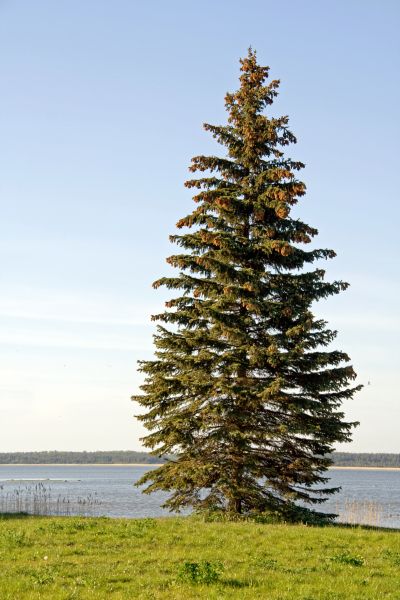 Spruce Tree Pruning in Port Orange
