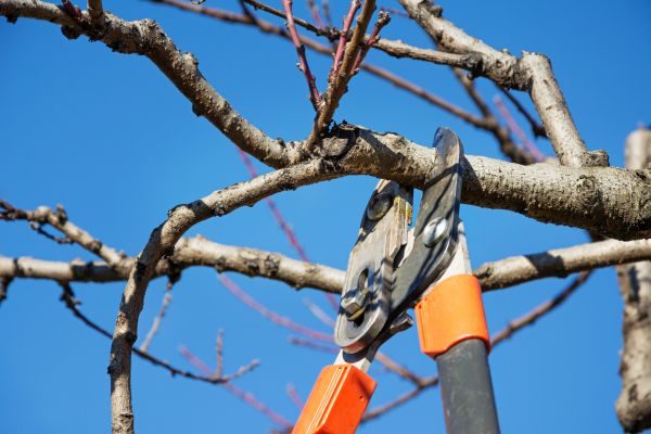 Peach Tree Trimming in Port Orange