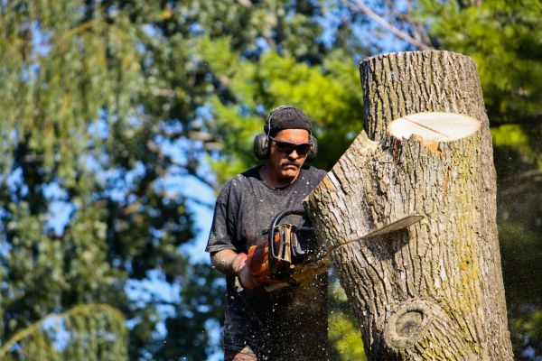 Ash Tree Pruning in Port Orange