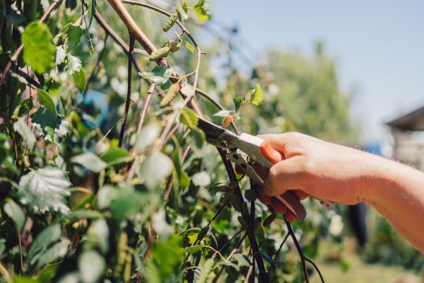 Birch Tree Pruning in Port Orange