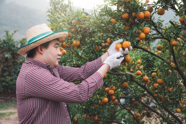 Orange Tree Pruning in Port Orange