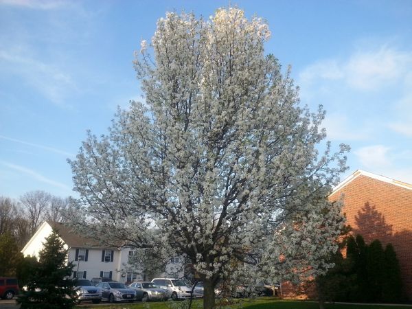 Bradford Pear Tree Pruning in Port Orange