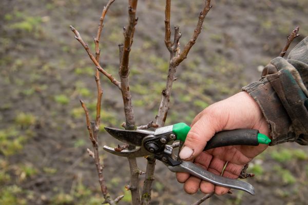 Cost of Pear Trees Pruning in Port Orange