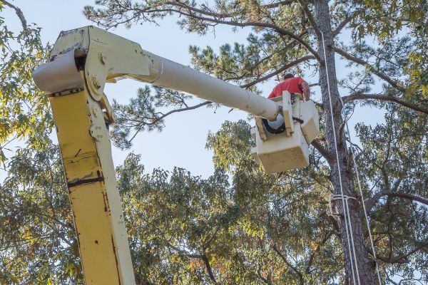 Limbs Trimming in Port Orange