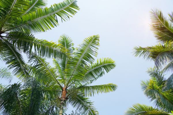 Queen Palm Tree Trimming in Port Orange