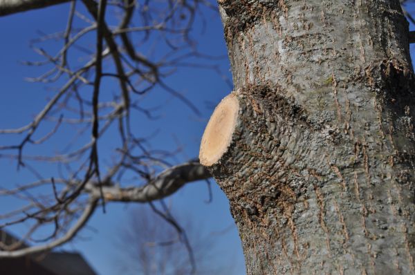 Limb Pruning in Port Orange