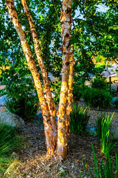River Birch Trimming in Port Orange