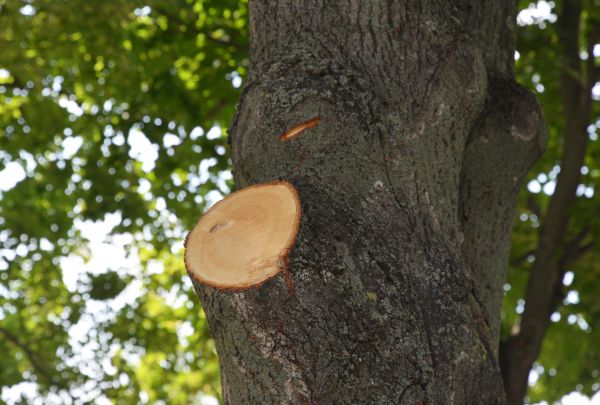 Limb Cutting in Port Orange