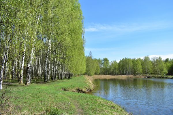 River Birch Pruning in Port Orange