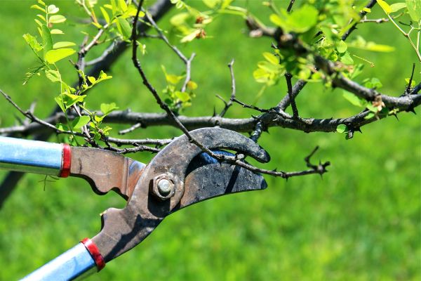 Branches Pruning in Port Orange