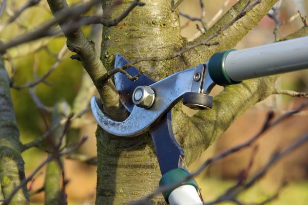 Tree Limb Trimming Service in Port Orange