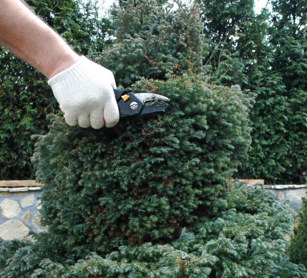 Ornamental Tree Trimming in Port Orange