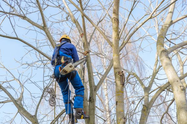 Large Tree Trimming in Port Orange