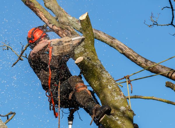 Tree Trimming Service in Port Orange