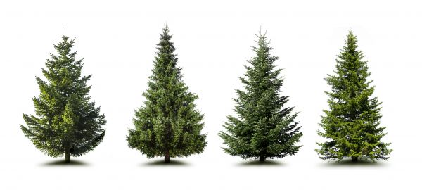 Cost of Pine Tree Trimming in Port Orange