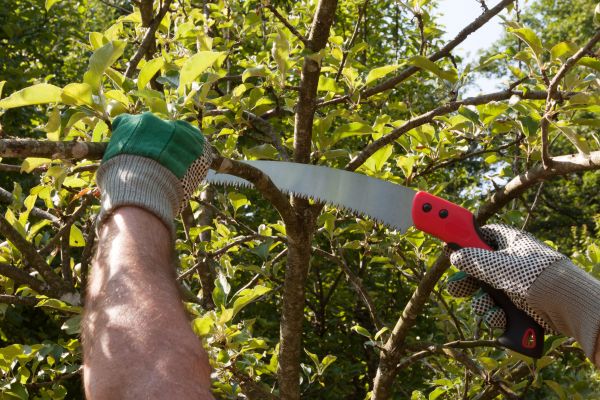 Apple Tree Trimming in Port Orange
