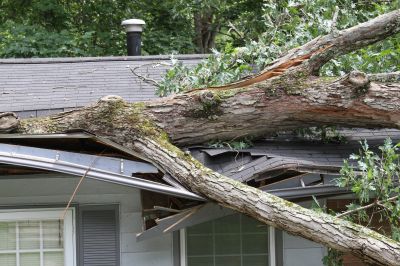 Storm Damage Tree on Roof