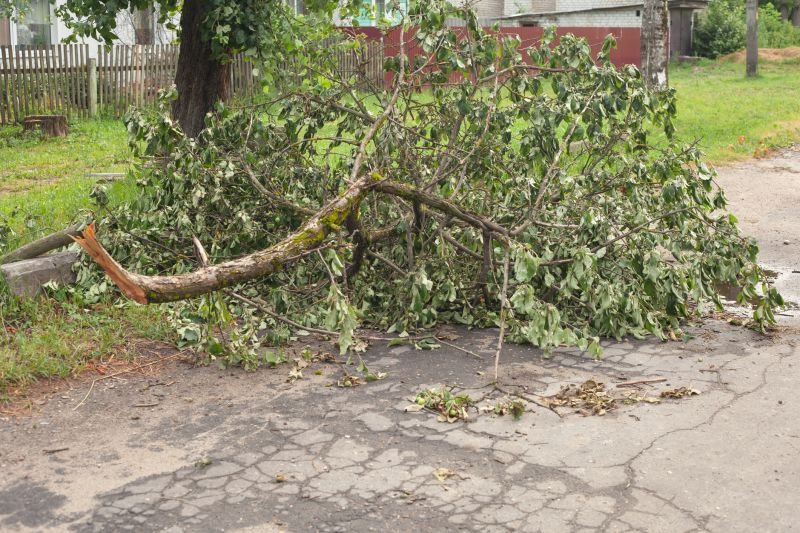 Fallen Tree on Street