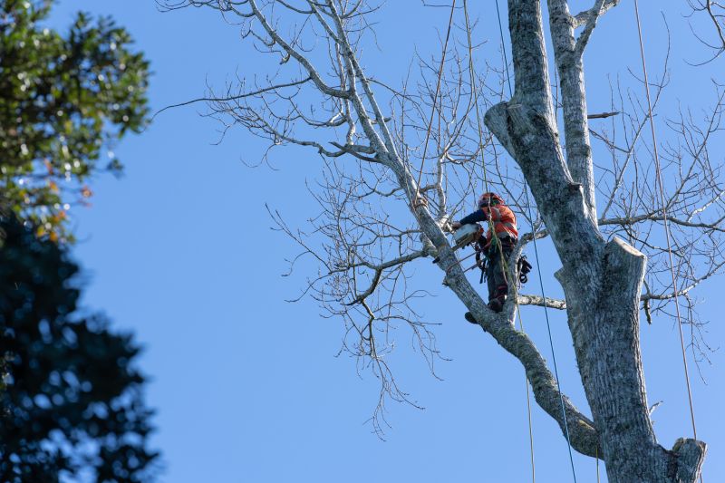 Climbing Tree for Trimming