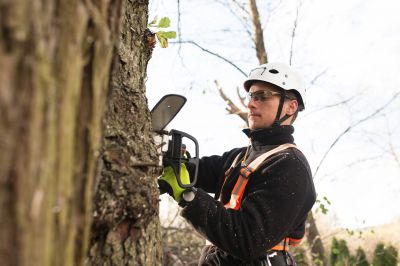 Arborist Working at Heights