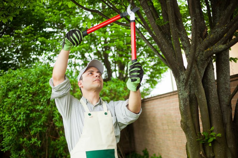 Expert Tree Care Providers