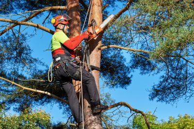Tree Maintenance Specialists